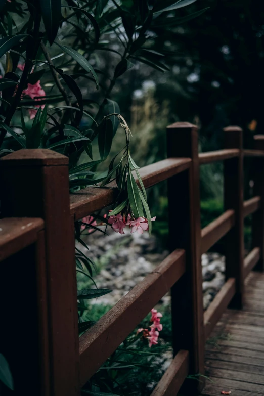 a flower growing on top of a wooden bridge