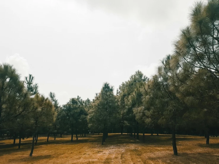 a brown grassy field with some trees next to it