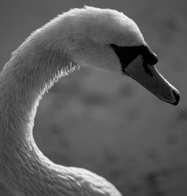 a close up of a white swan in black and white