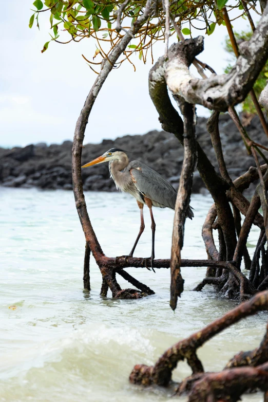 a bird with a long beak stands on top of a tree limb near the water