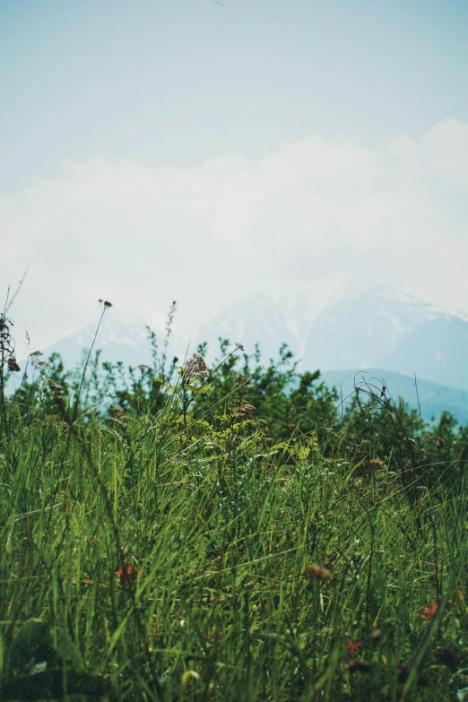 some tall grass plants and mountains in the distance