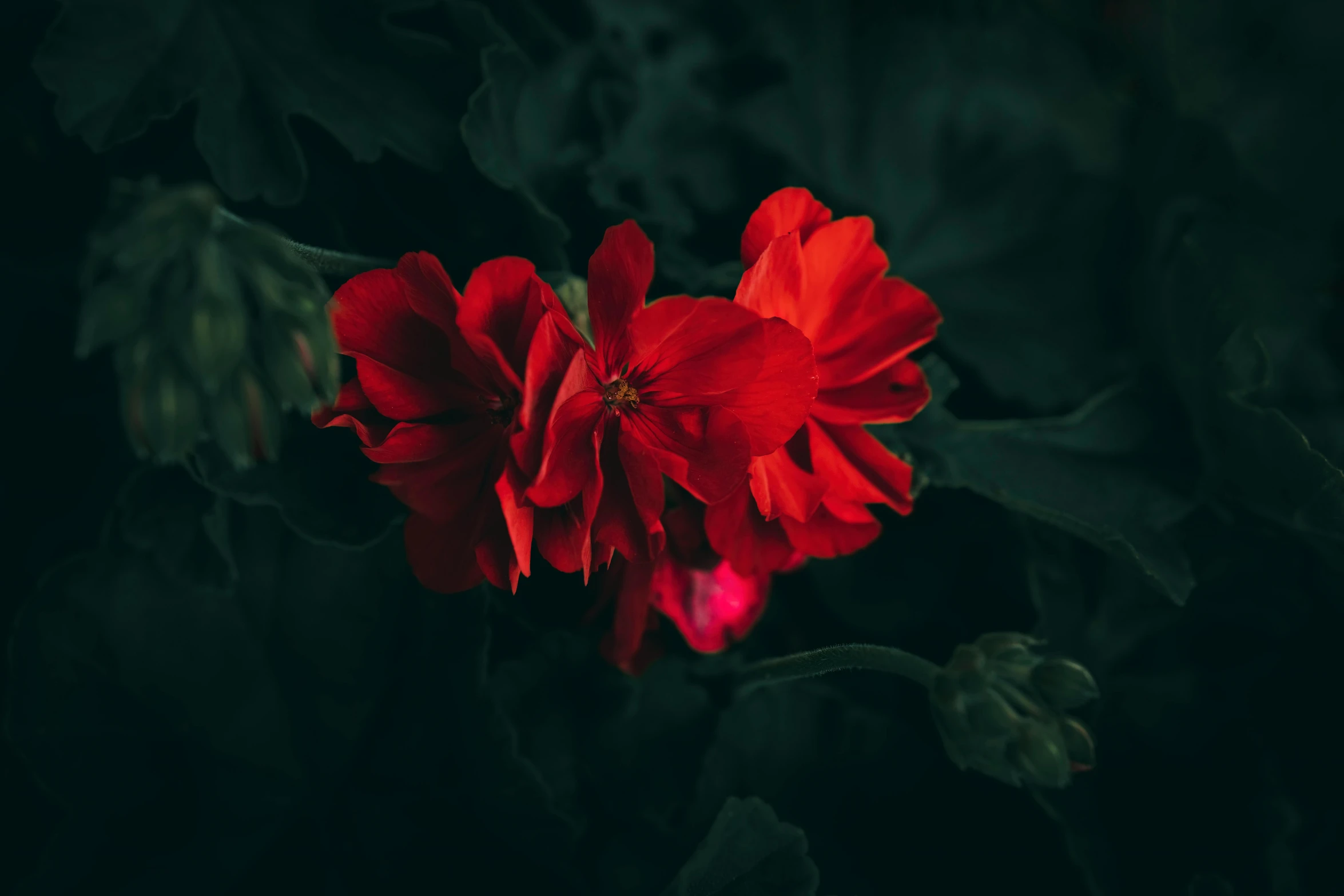 a close up of some red flowers in the dark