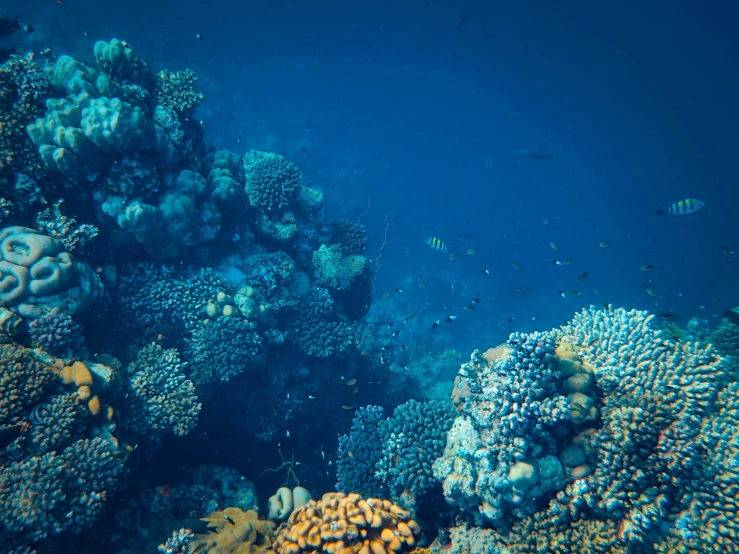 fish swim through a blue sea wall, a coral reef, and other underwater creatures