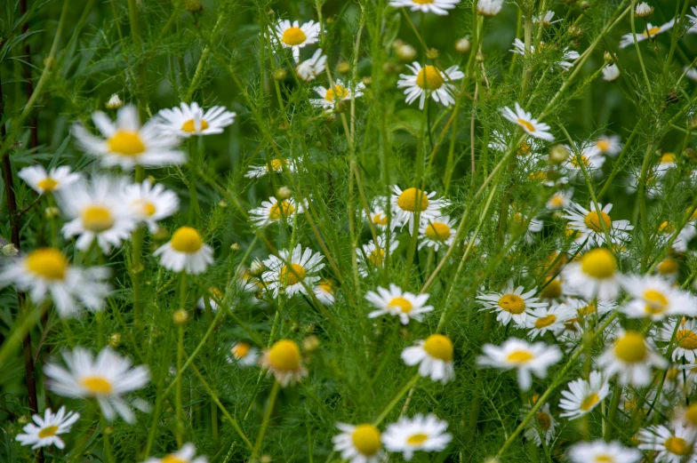 a field full of white and yellow flowers