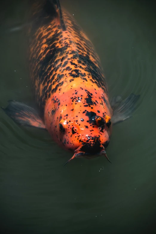 an orange and black fish with lots of spots in its mouth