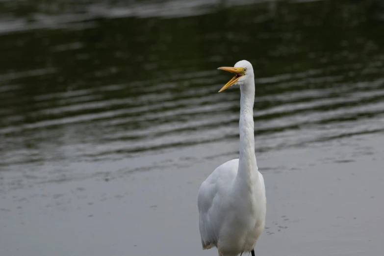 a crane is standing by the water looking around