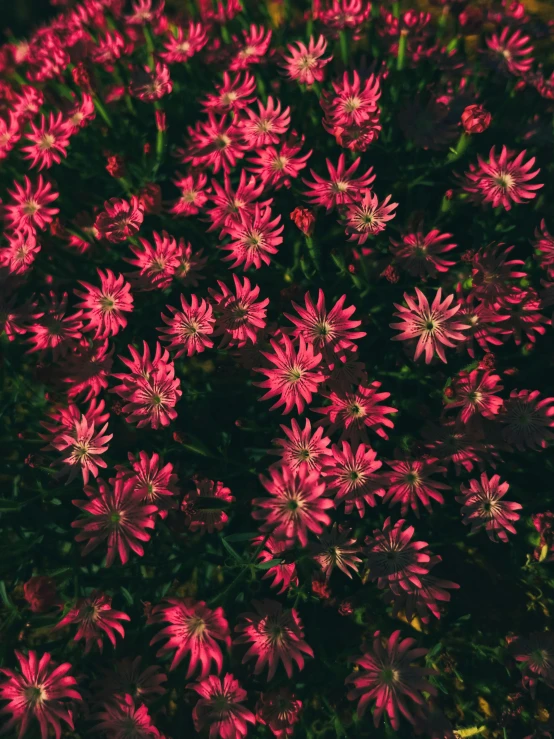 a bush of red flowers with a black background