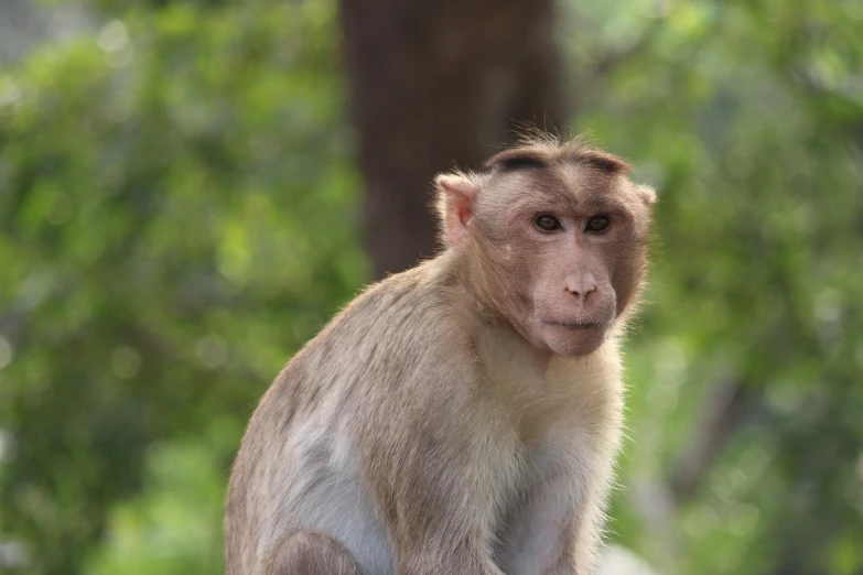 a monkey is sitting outside near a tree