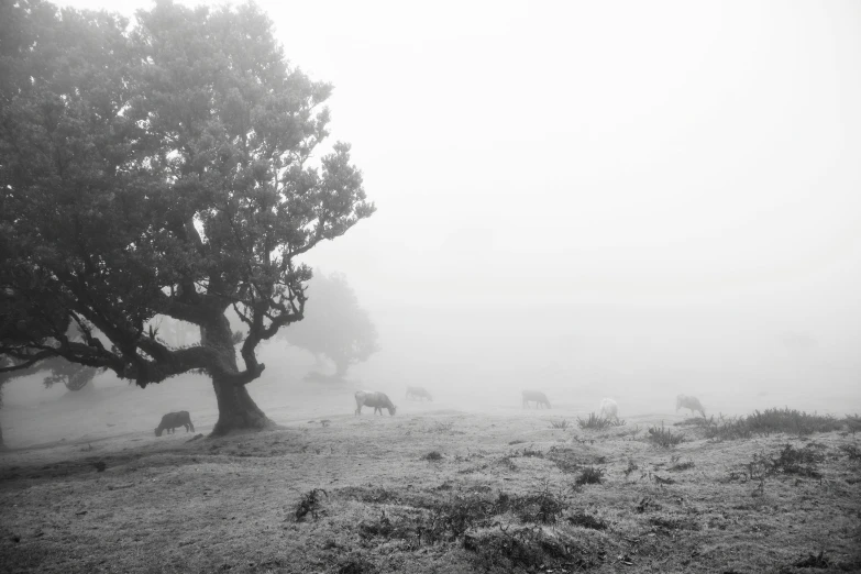 a group of cows grazing in the foggy grass