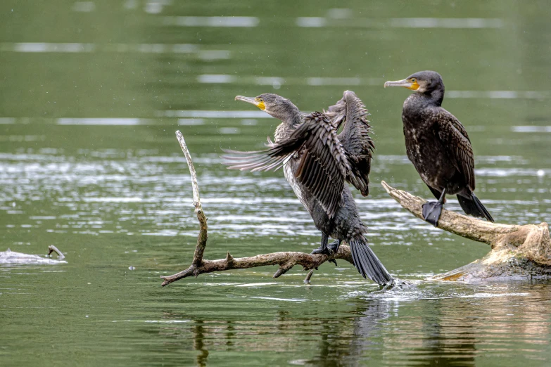 two black birds sitting on top of trees in water