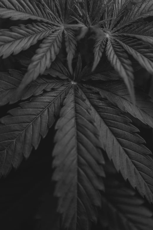 black and white po of marijuana leaves