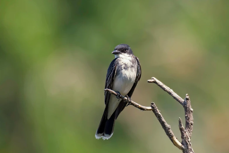 a gray and white bird is sitting on the tree nch