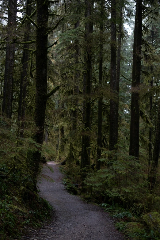 a forest filled with trees and a pathway