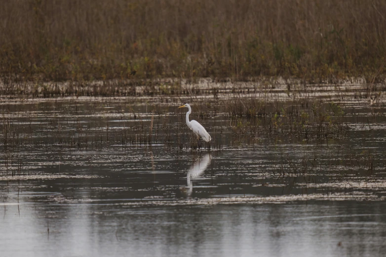 the tall water bird is standing in the shallow water