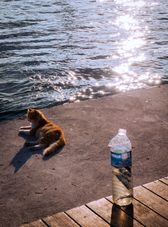 a cat that is laying down next to the water