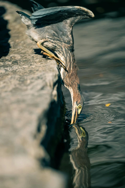 a bird is drinking water from the river