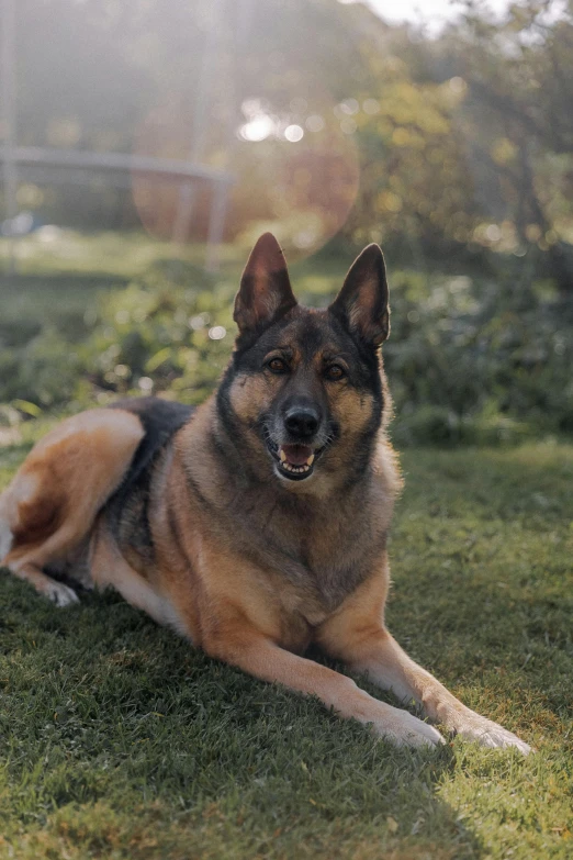 an adult dog laying on top of a lush green field