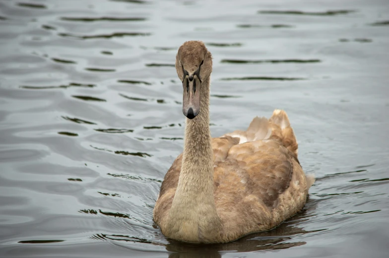 the duck is in the water and swimming