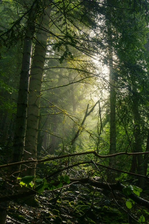 light streaming through trees in a forest