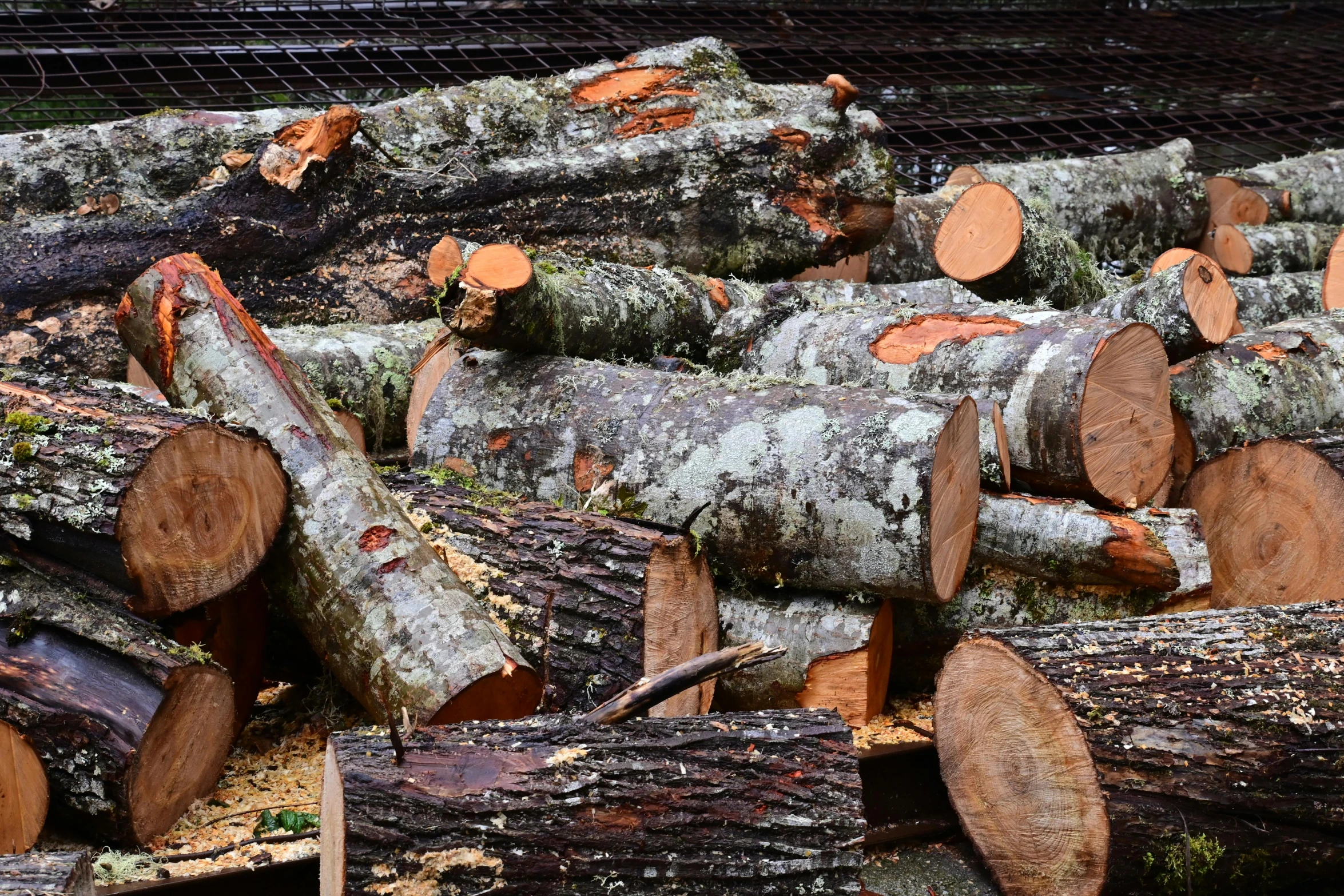 piles of tree trunks stacked together with lots of them being cut down