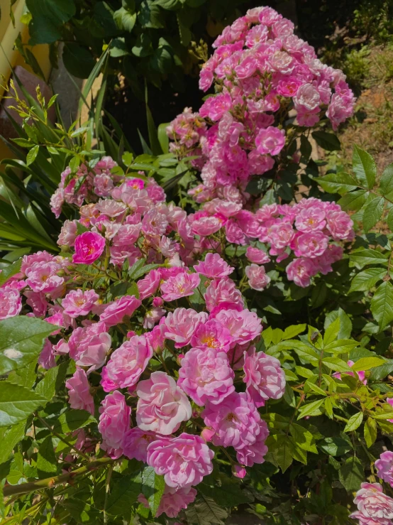 a bunch of pink flowers outside in the day