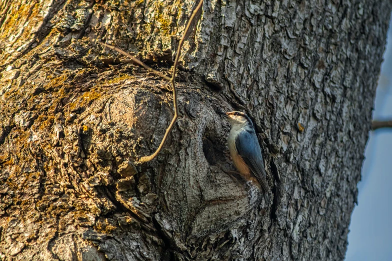 a bird sitting in the hole in a tree