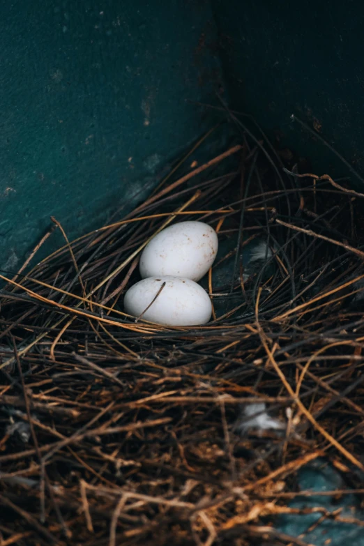 three eggs in a nest one with two white