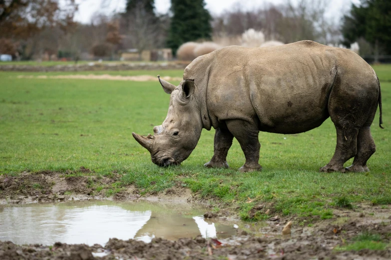 a close up of a rhino grazing on grass near a pond