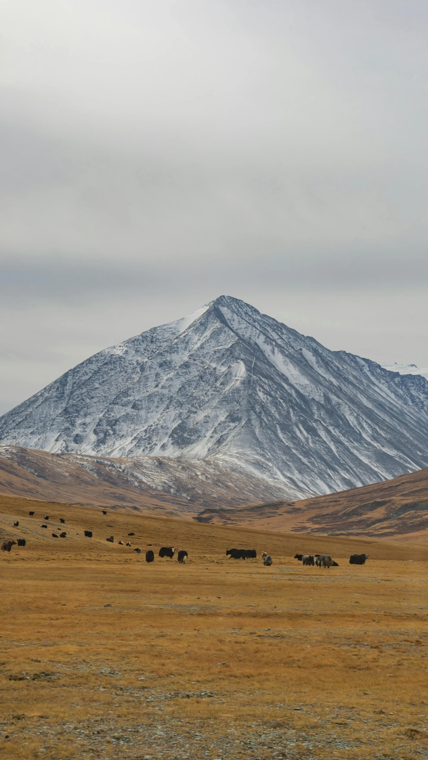 cattle grazing in front of the snow capped mountain