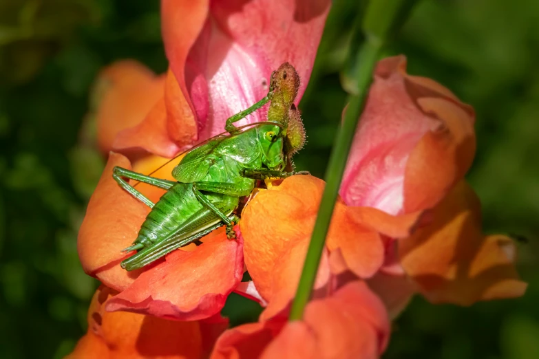 a grasshopper sits on top of a flower