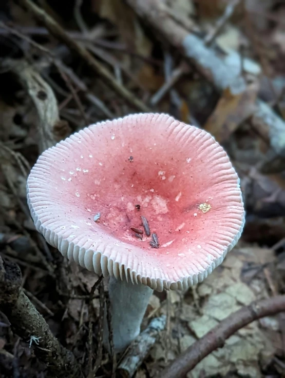 the fungus is growing out of the bark on the ground