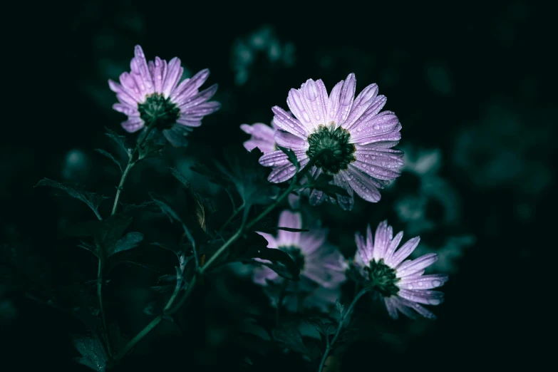 purple flowers in the night lit up by sunlight