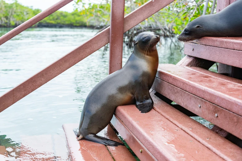 an image of a seal and a seal on a wooden pier