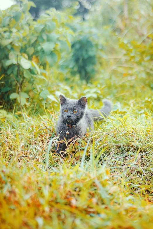 a cat is laying in the tall grass