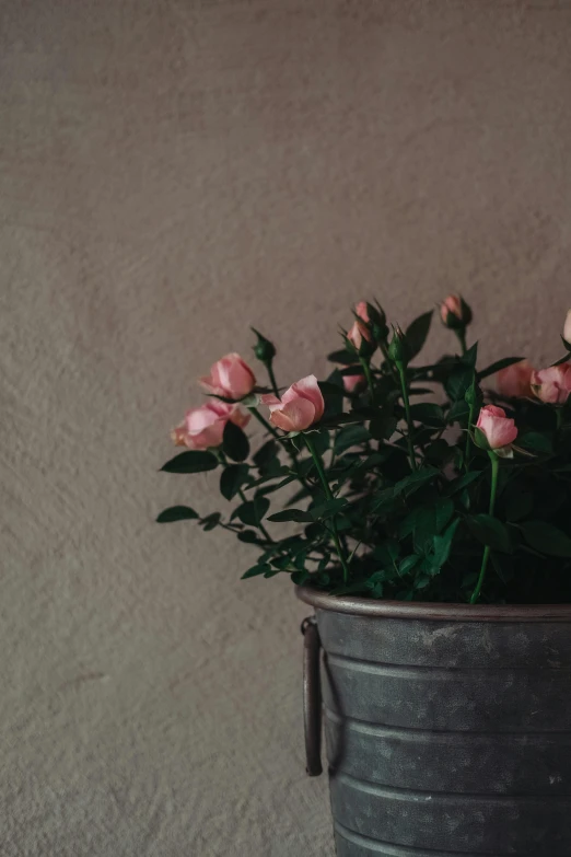 a gray bucket holding pink flowers sitting against a tan wall