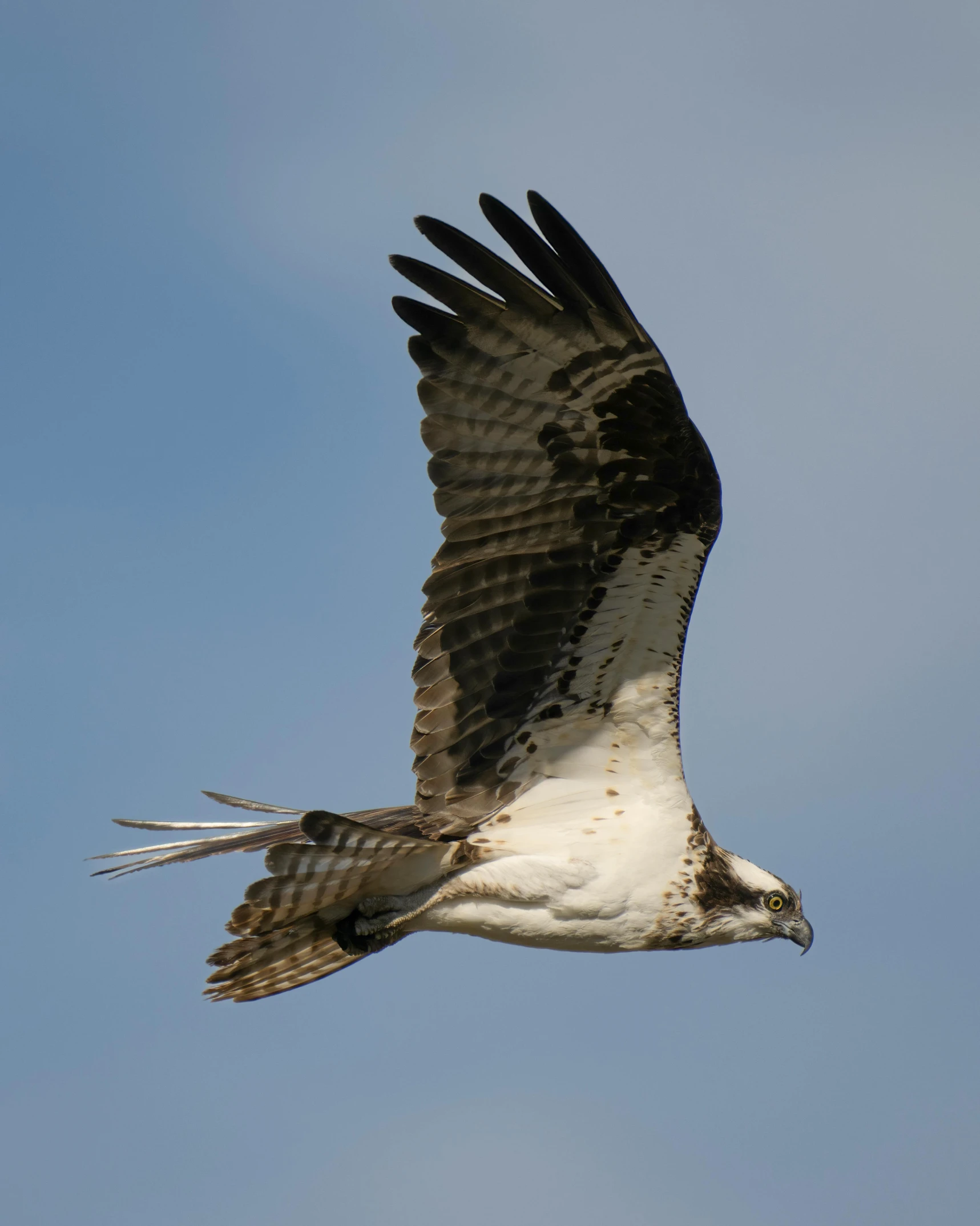 a white and brown bird is flying against the blue sky