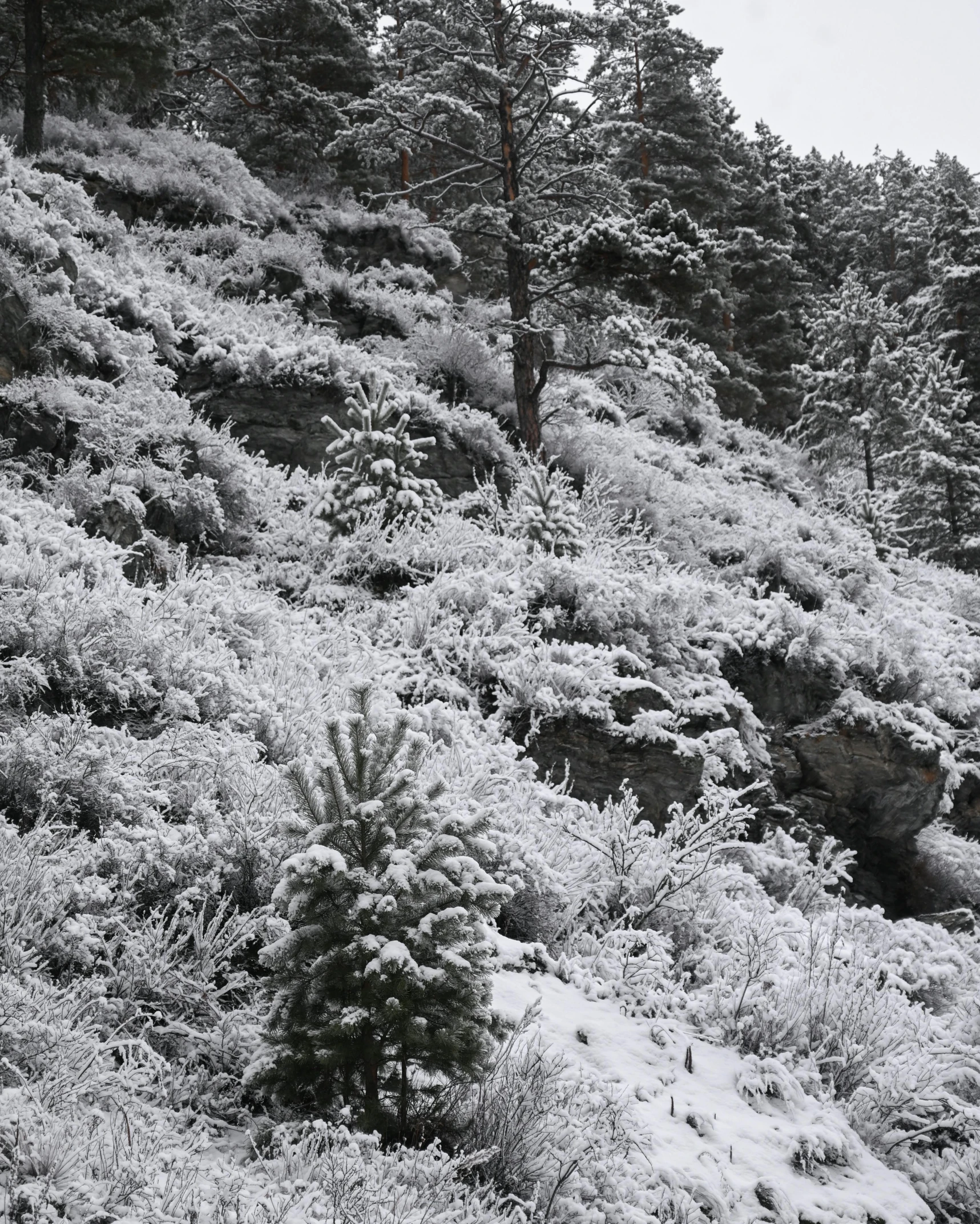 a black and white po of trees and bushes