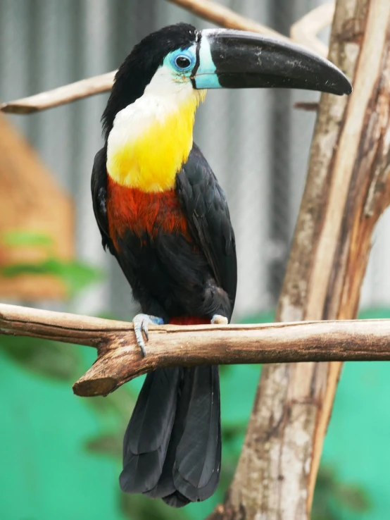 a colorful bird sits on a nch with green and white