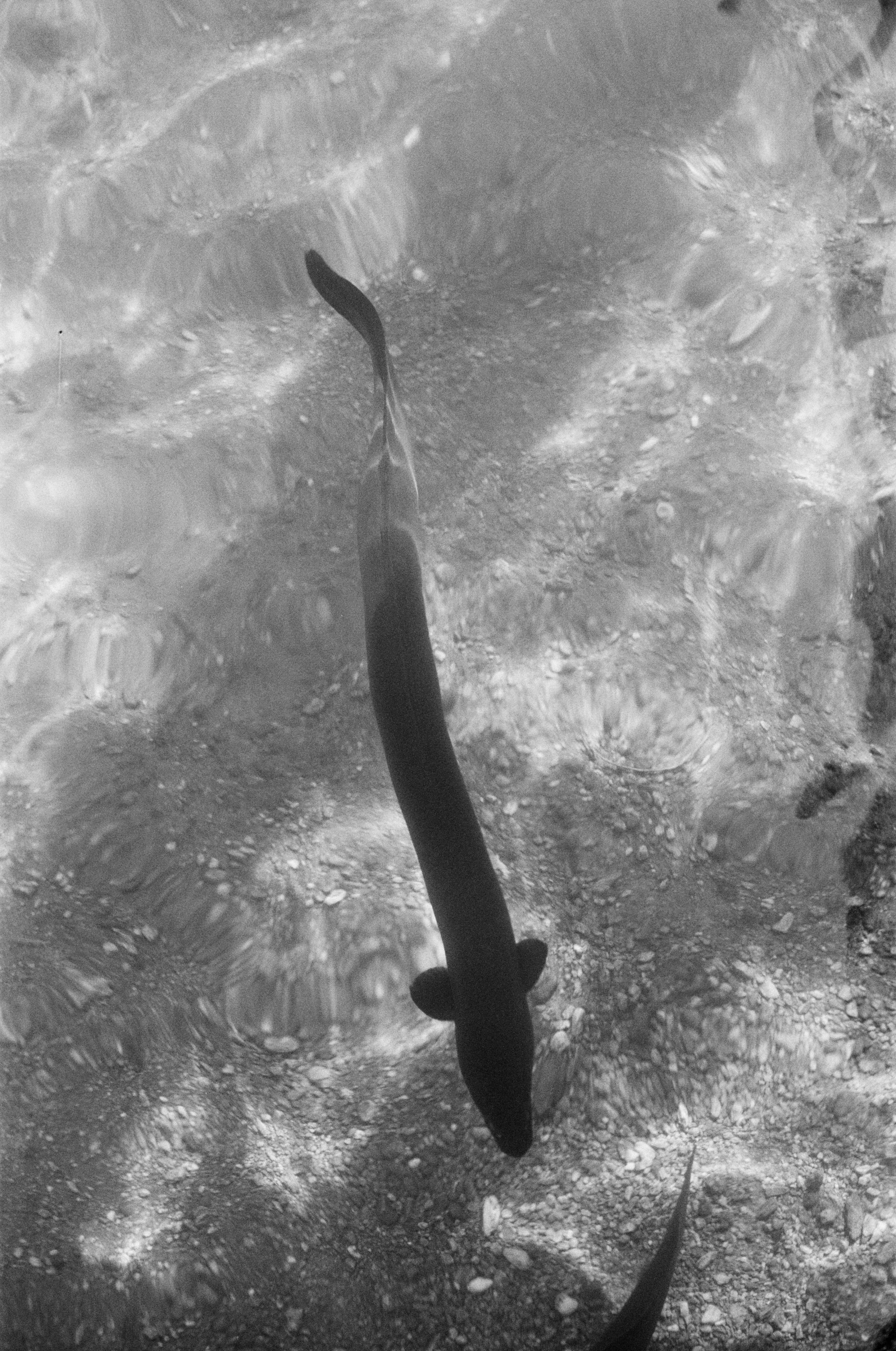 a black and white pograph of water with fish