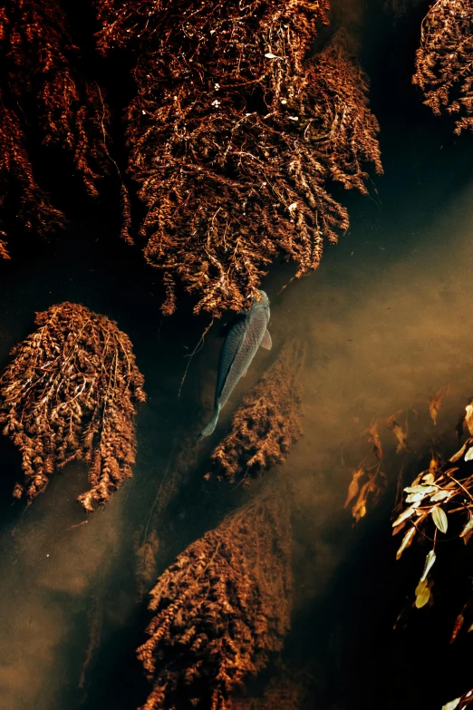 a boat sitting on top of a river surrounded by trees