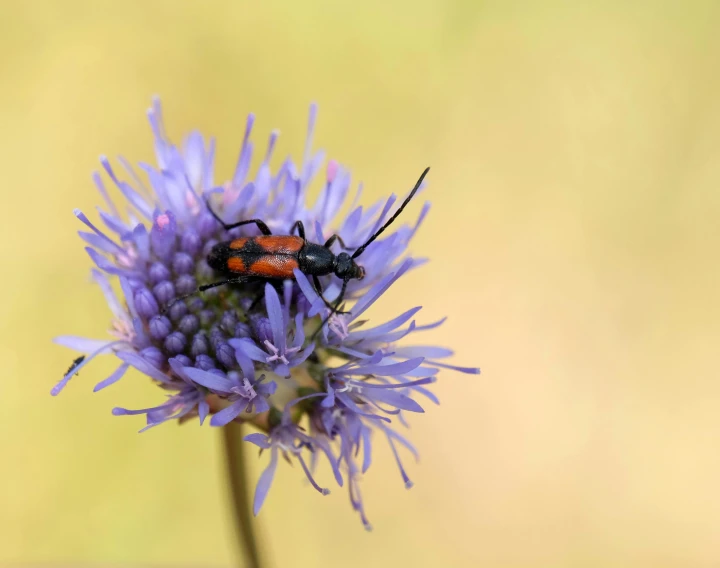 a bug sitting on a purple flower in front of a blurry yellow background