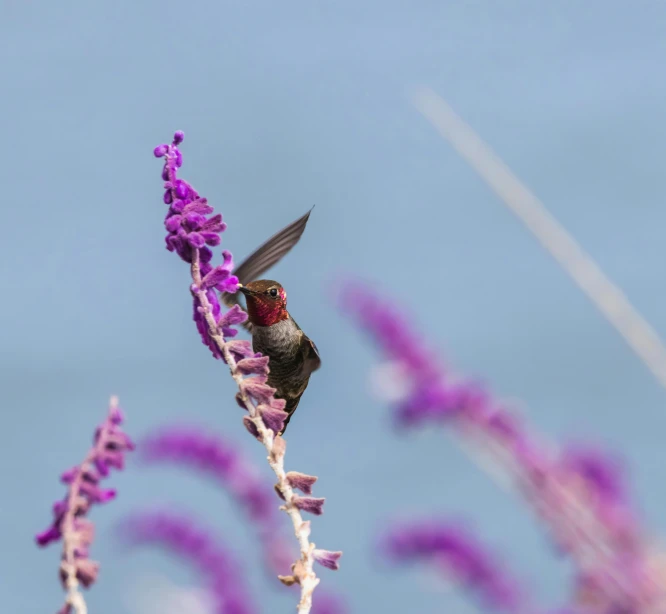 a hummingbird perched on the top of a purple plant