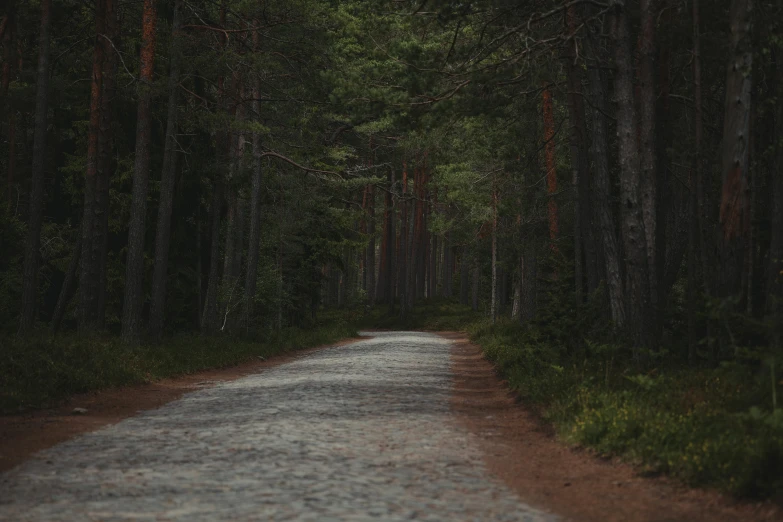 a road leading to the forest with a few trees