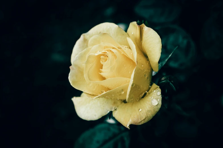 a yellow rose with some water droplets in the middle