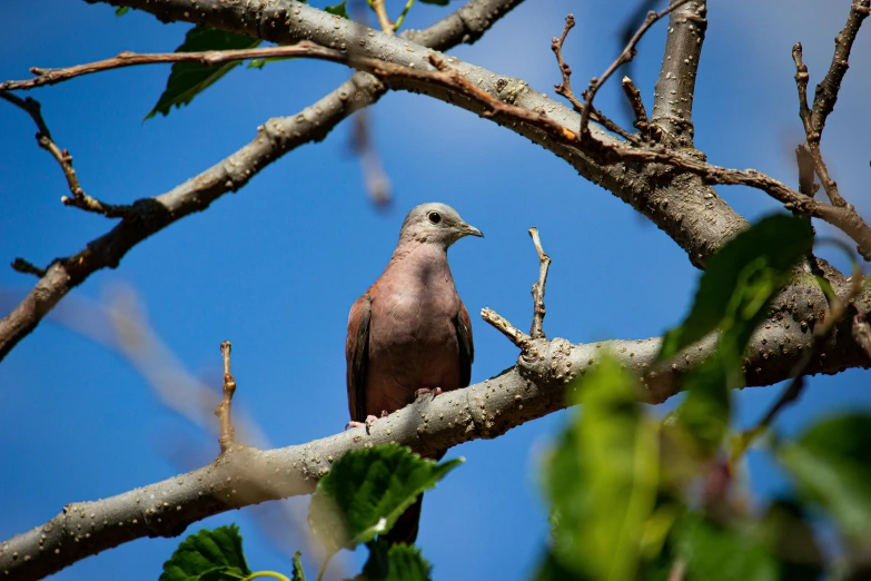 a brown and grey bird standing on a tree nch