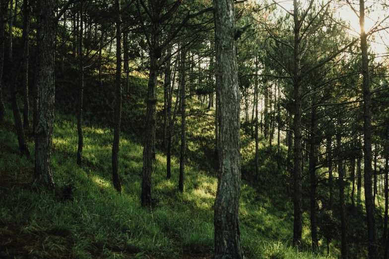 trees are in a grassy forest with the sun peeking through the trees