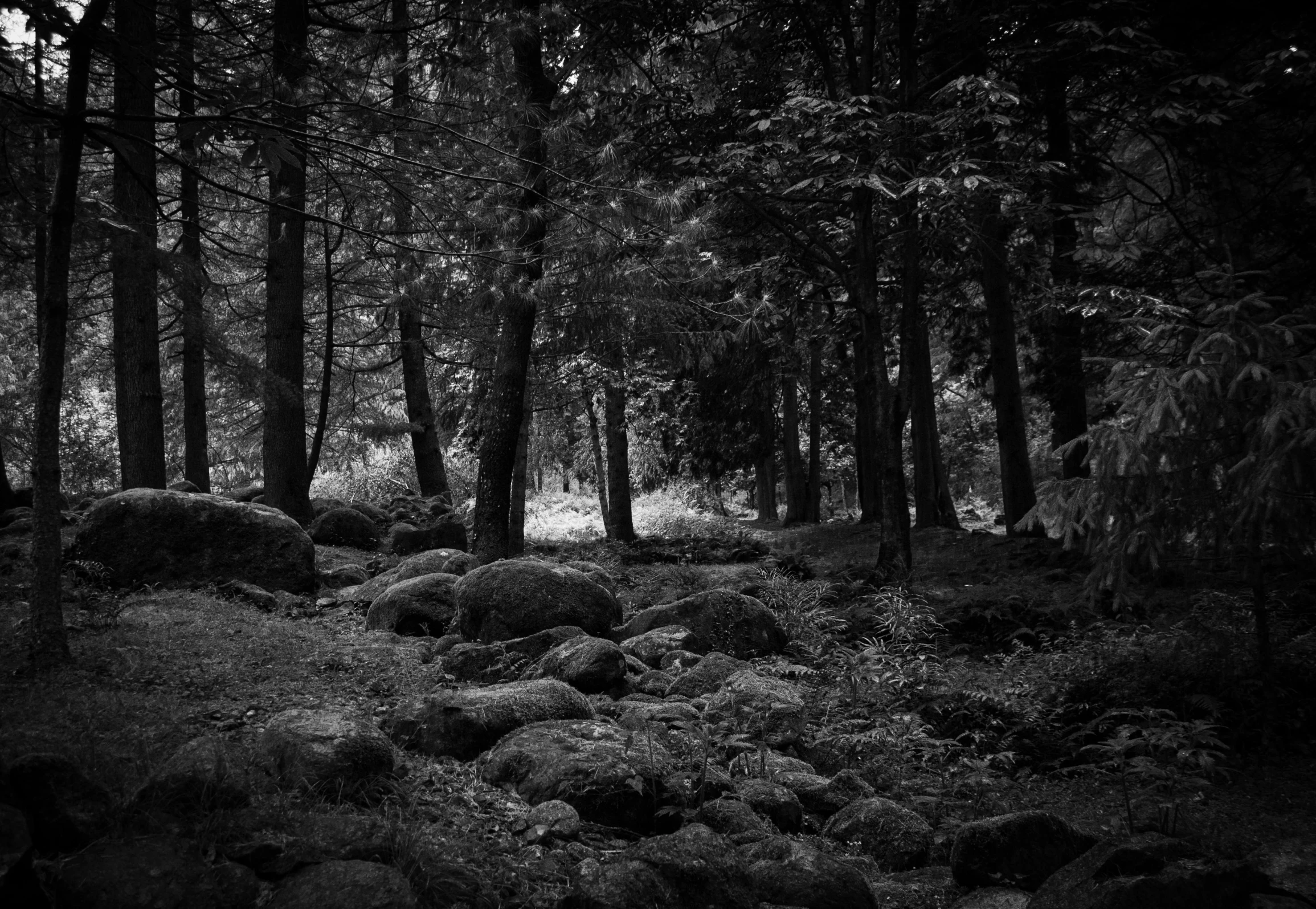 a trail is in the woods near many trees