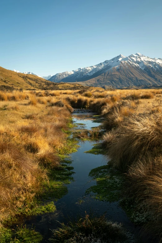 a stream flows into a grassy marshy field