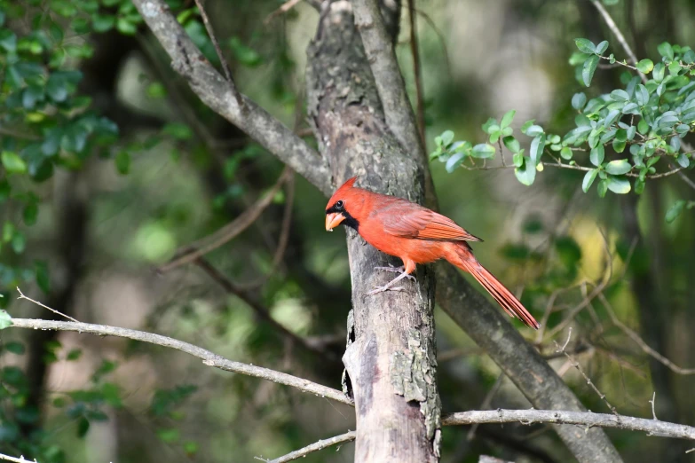 a red bird standing on a nch with its beak open