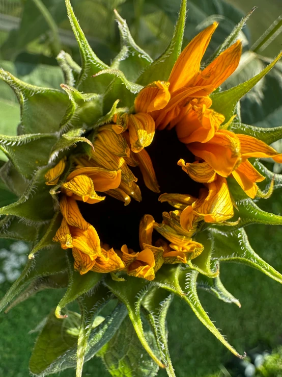 the large sunflower is blooming very brightly